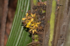 Molineria