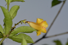 Allamanda