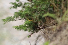 Juniperus communis