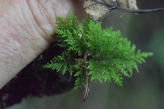 Thuidium