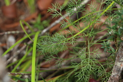 Petrophile canescens
