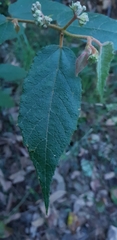 Seringia arborescens