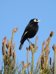 Hymenops perspicillatus