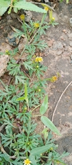 Chrysanthellum indicum image