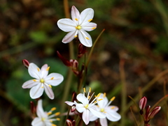 Chlorophytum graminifolium
