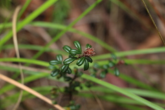 Pultenaea pycnocephala
