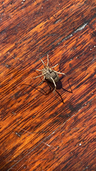 Odiellus spinosus