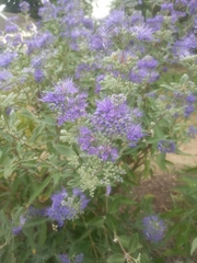 Caryopteris