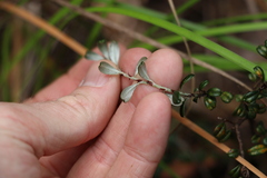 Pultenaea pycnocephala