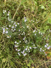 Euphrasia