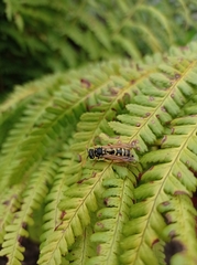 Polistes dominula