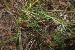 Pultenaea pycnocephala