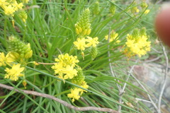 Bulbine frutescens