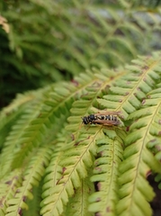 Polistes dominula