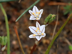 Chlorophytum graminifolium