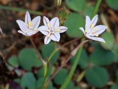 Chlorophytum graminifolium