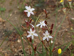 Chlorophytum graminifolium