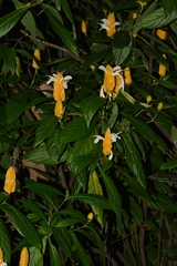 Pachystachys lutea