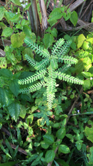 Phyllanthus urinaria