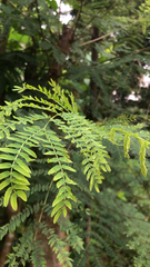 Leucaena leucocephala