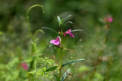 Impatiens chinensis