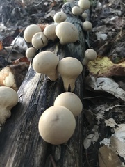 Apioperdon pyriforme