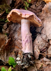 Cortinarius traganus