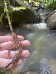 Macrobrachium faustinum