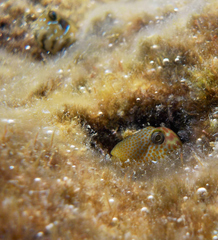 Microlipophrys canevae