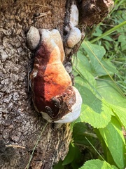 Fomitopsis mounceae