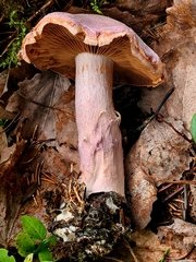 Cortinarius traganus