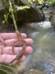 Macrobrachium faustinum