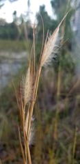 Andropogon glomeratus