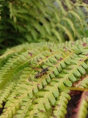 Polistes dominula
