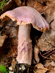 Cortinarius traganus