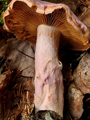 Cortinarius traganus