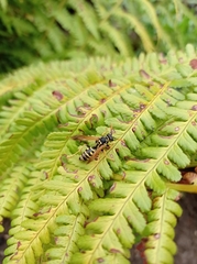 Polistes dominula