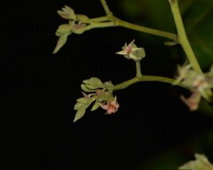 Anacardium occidentale