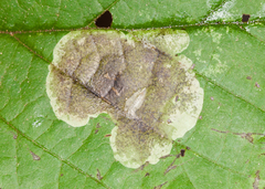 Cameraria hamameliella