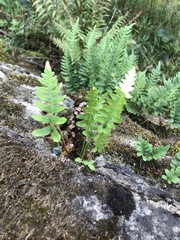 Polypodium vulgare