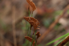 Schizaea bifida