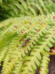 Polistes dominula