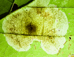 Cameraria hamameliella