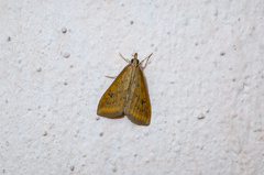 Udea ferrugalis