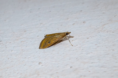 Udea ferrugalis