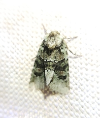 Lacinipolia explicata