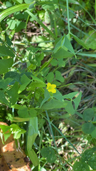 Oxalis stricta
