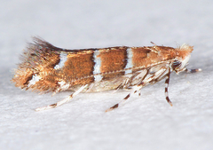 Cameraria hamameliella