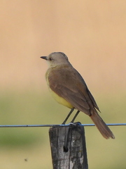 Machetornis rixosa
