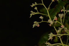 Anacardium occidentale